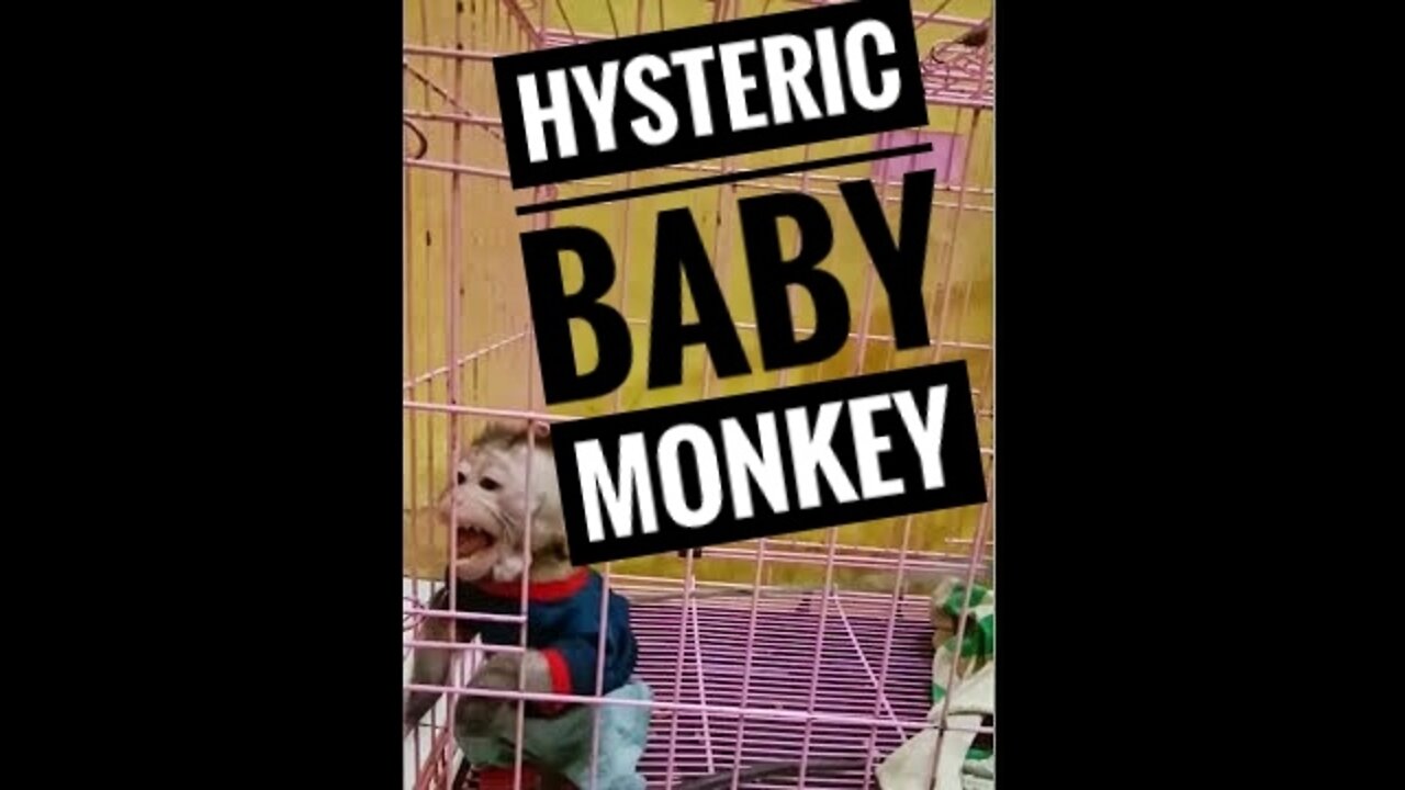 HYSTERIC BABY MONKEY