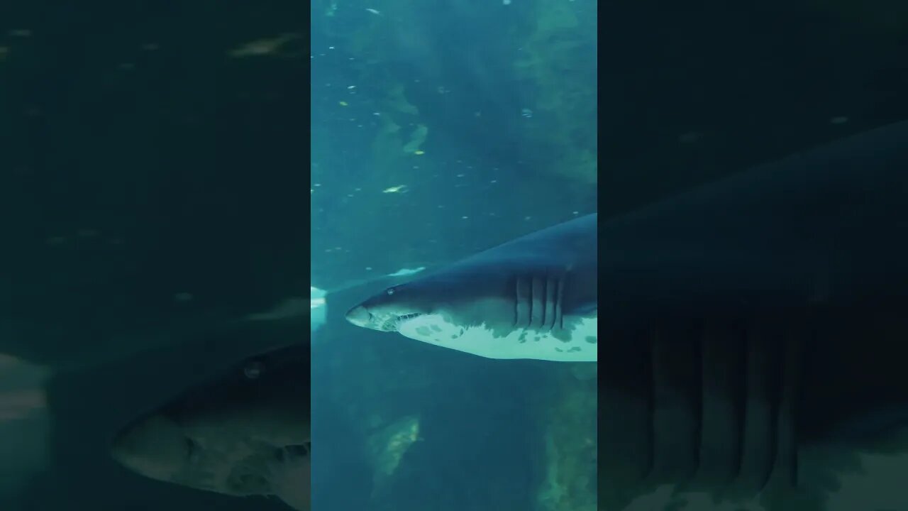 Angler Reels in Monster Mako Shark Sets World Record #shorts
