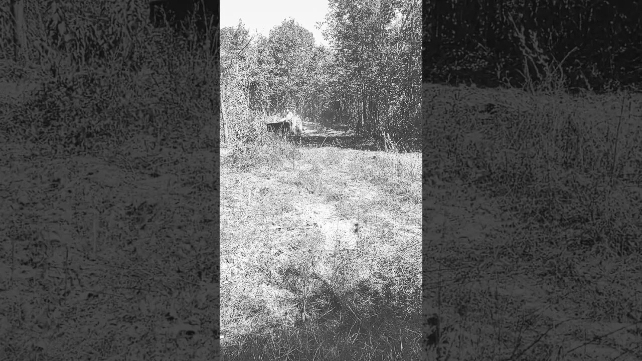 Food Plot Work