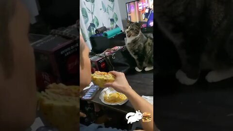 Cat Wants Sandwich