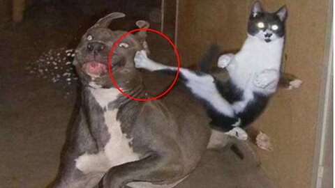 Always laugh for this video