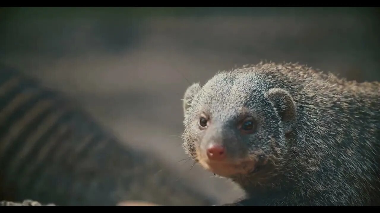 close up of mongoose from the front looking into the camera (2)