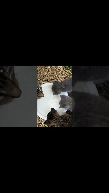 Advanced Nomming Lessons Begin