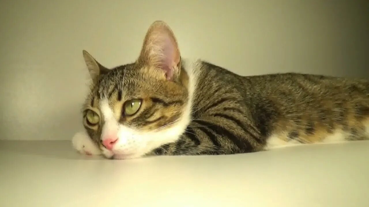 Cat ASMR, Funny, Relaxing Cat Videos for Sleep