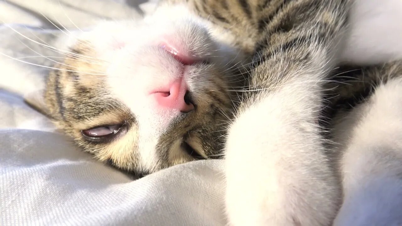 Funny Dreaming Cat Moves In His Sleep