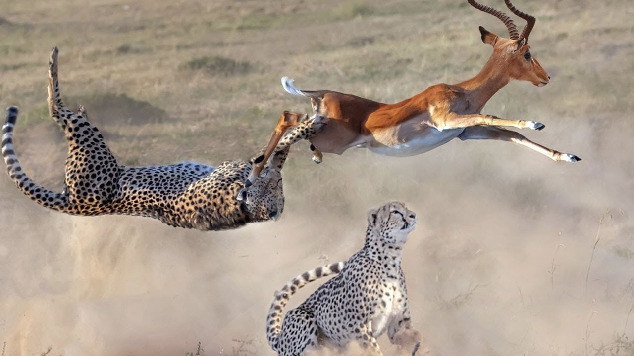 Impala: The Flying Antelope That Confounds Even Cheetahs!