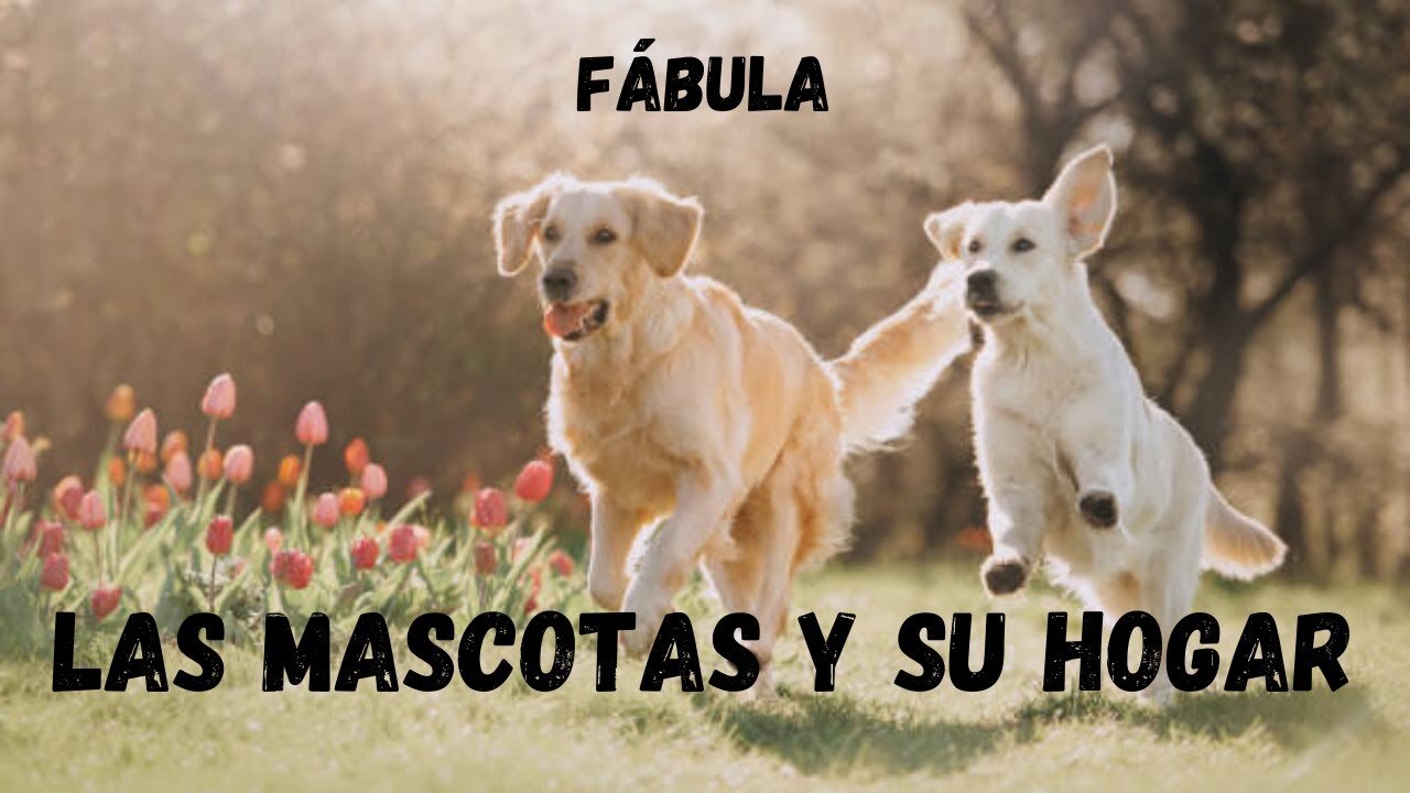 Las mascotas y su hogar