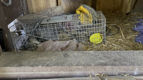 Possum in a Trap