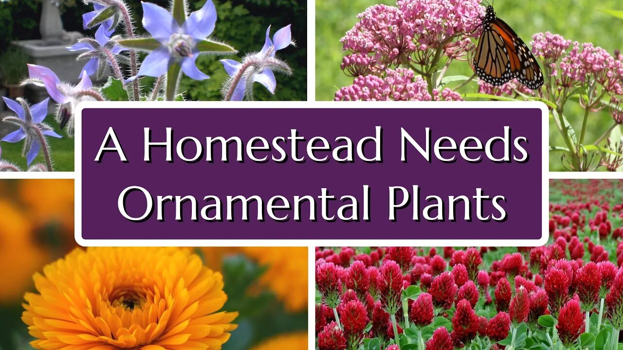 What Some Homesteaders Miss About Ornamental Plants