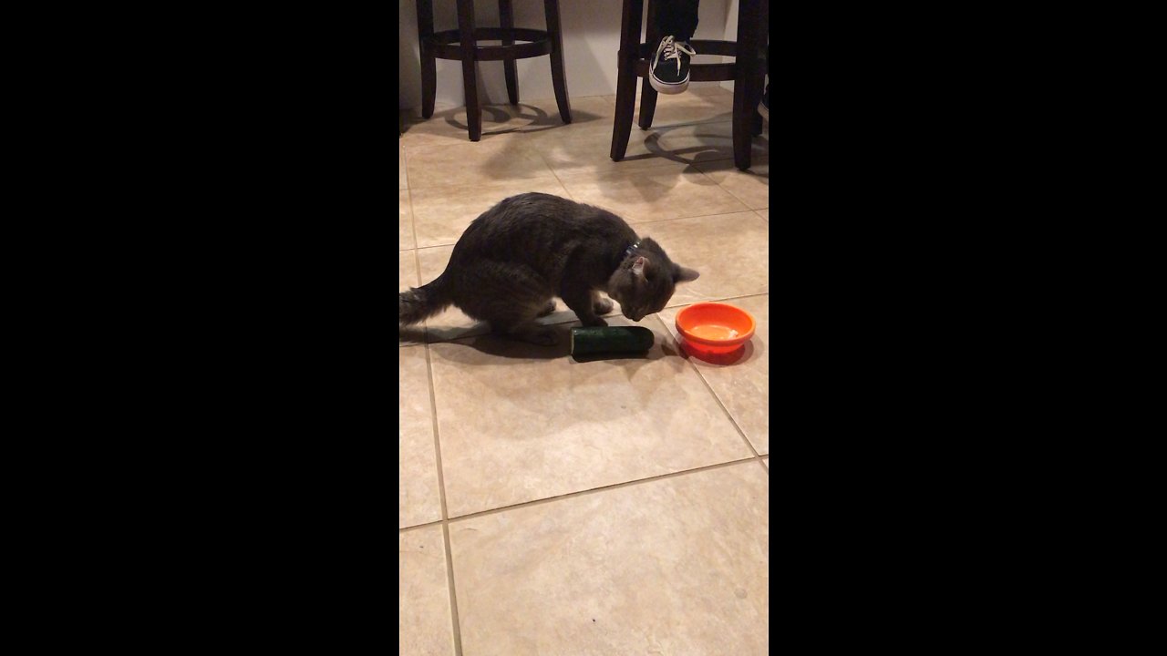 Cat vs. cucumber total fail