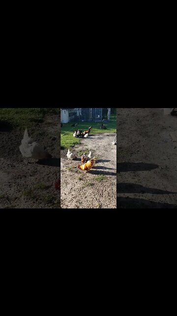 Snack Time #chickens #homesteading #chickenlife