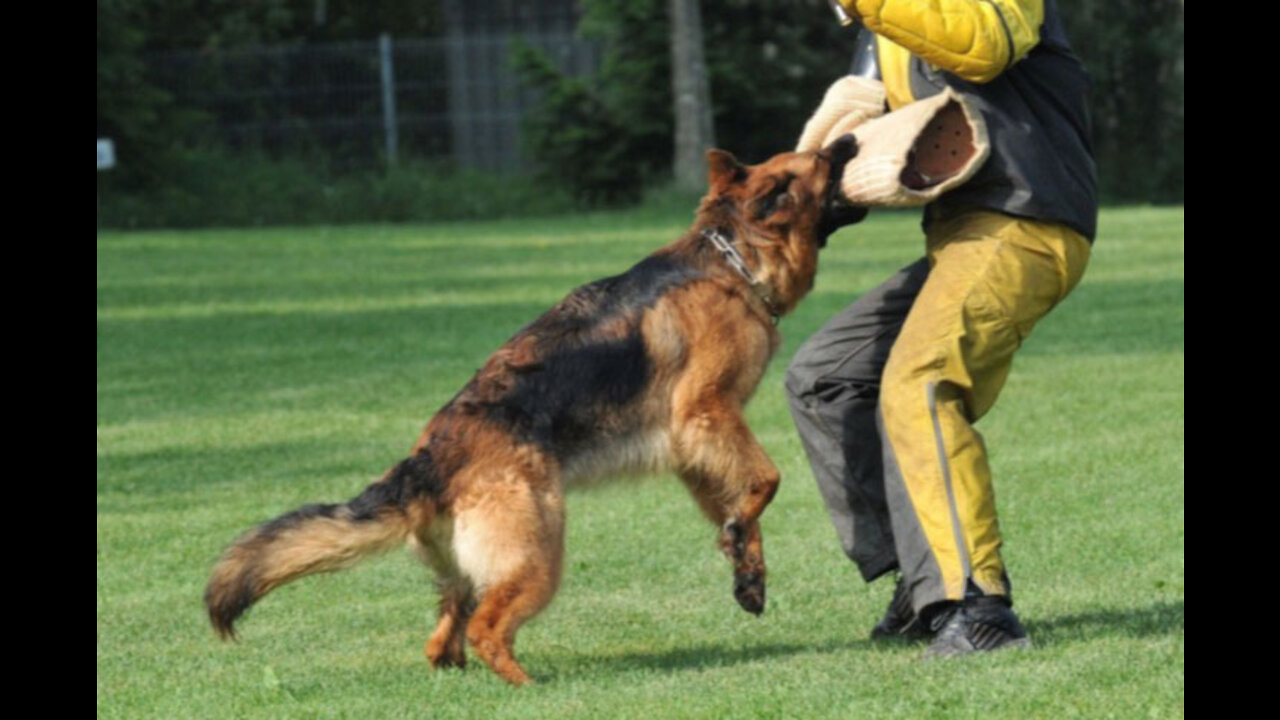 How to train your dog like guard ?