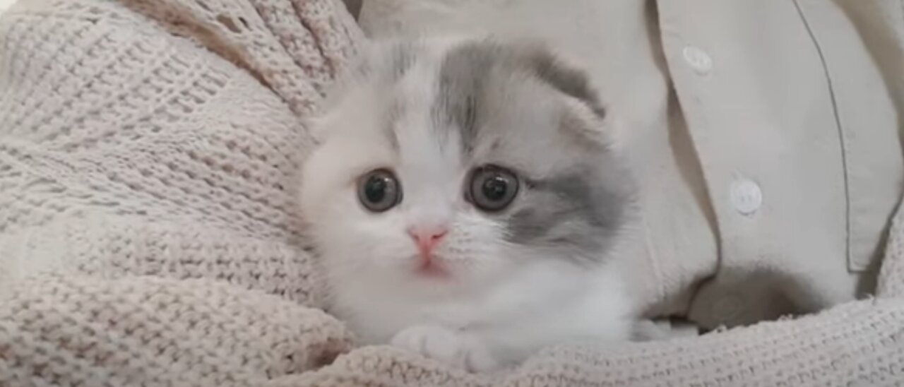 A very cute little kitten is a short legged cat