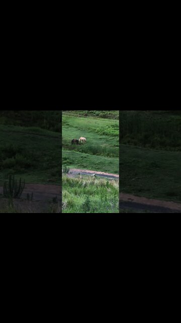 Calling Henry Dog up from Playing in the Creek