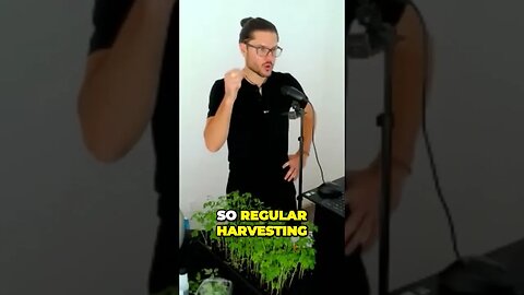 Proven Moringa Harvesting Hack Eliminates Pests and Bugs with Washing Before Drying Leaves