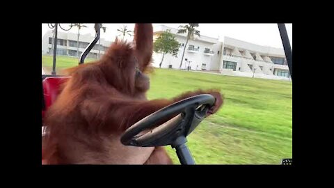 Monkey driving golf cart