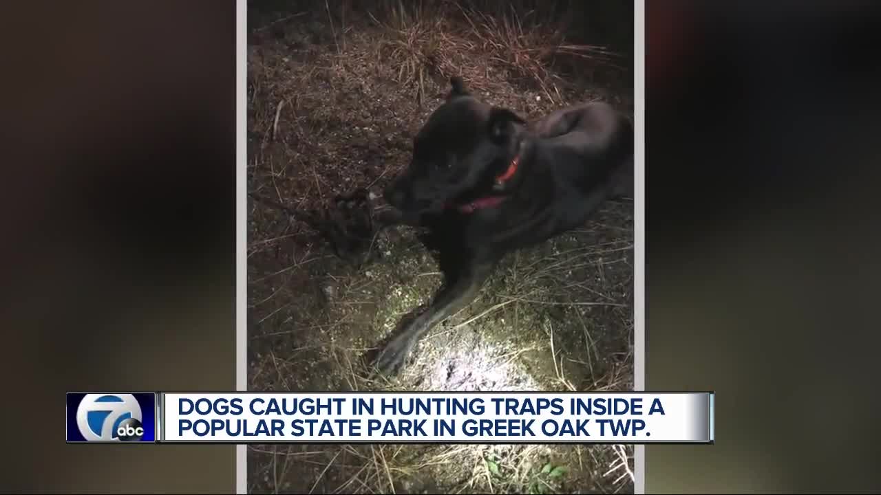 Brighton resident concerned about safety after dogs caught in park traps