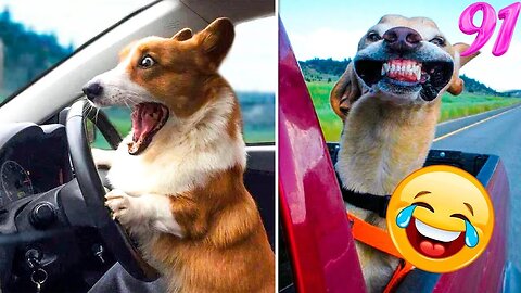 Funniest animals 2023 😺 Funniest cats and dogs 🐶 #91