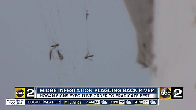 Midges become nuisance for Back River, Gov. Hogan offering help