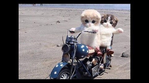 Funny Cats and Dogs Compilation 2021 - Best