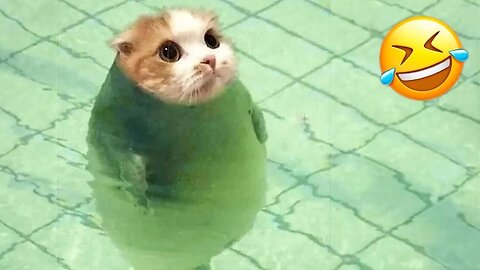 Best Video to relax with Cute Cats | Very Funny Cat
