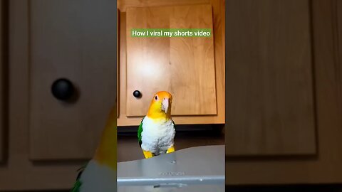 Caique Parrot Hopping 🦜🦜 l #shorts l #caiqueparrots l @BikisAviary