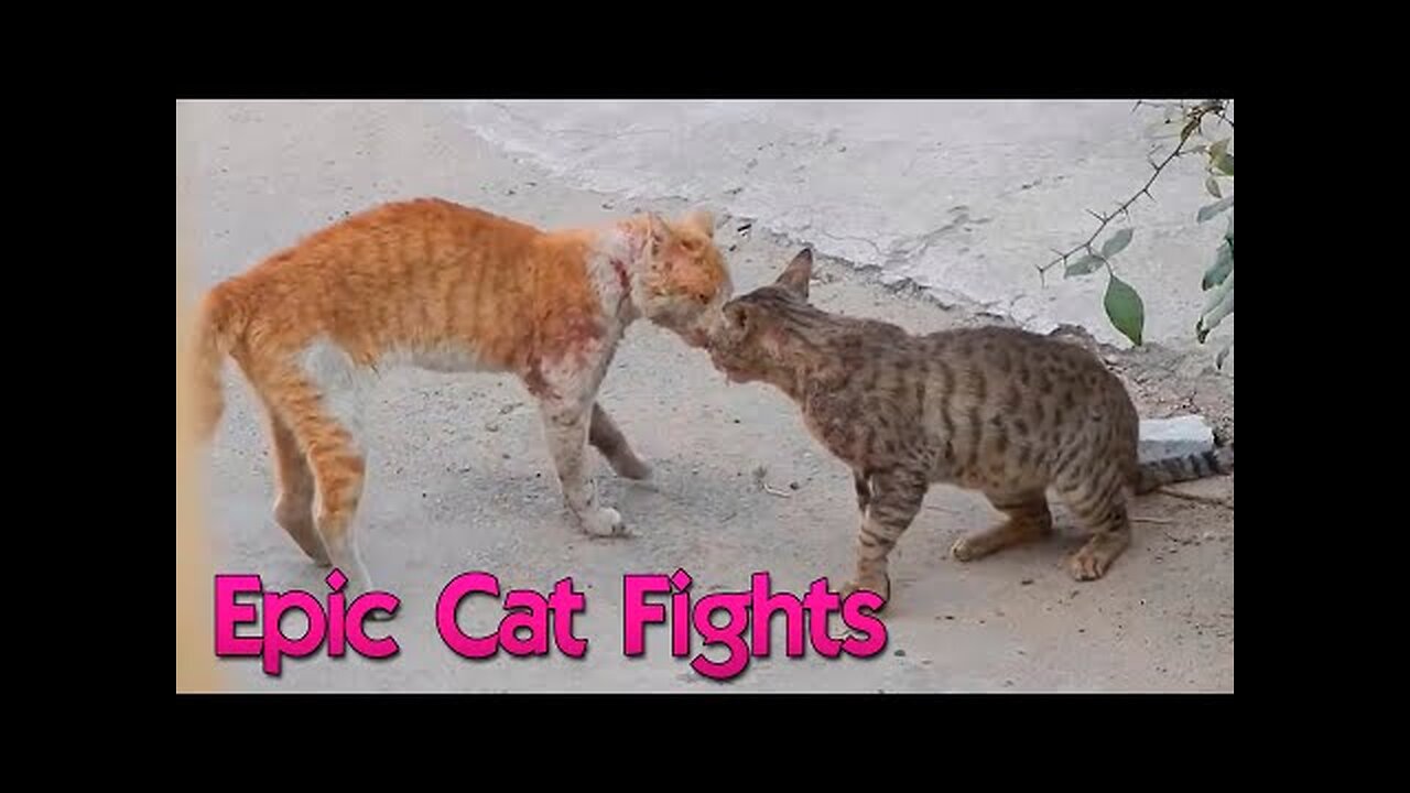 EPIC CAT FIGHTS | REAL SOUND | BEST OF 2021