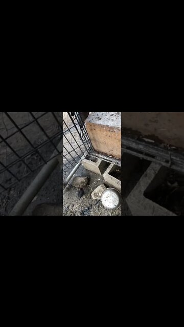 Pit game bantam chicks growing up