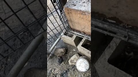 Pit game bantam chicks growing up