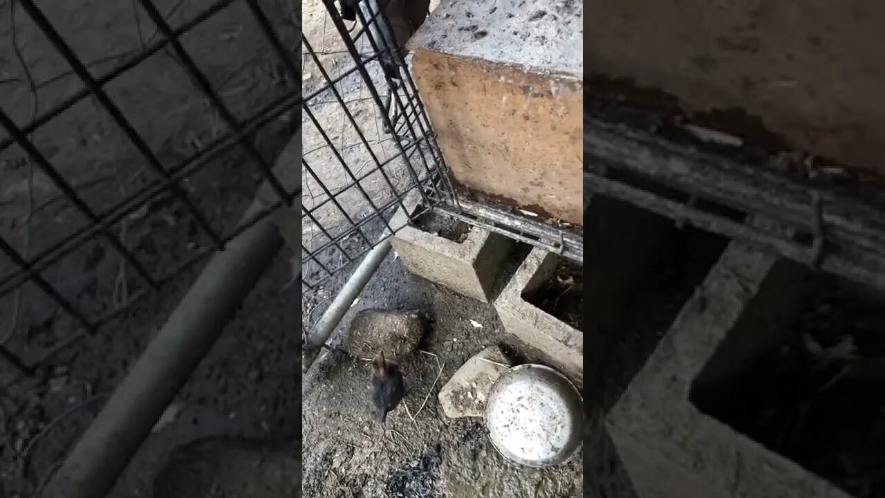 Pit game bantam chicks growing up