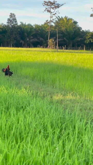 After Farming Relaxing At home #funny #fyp