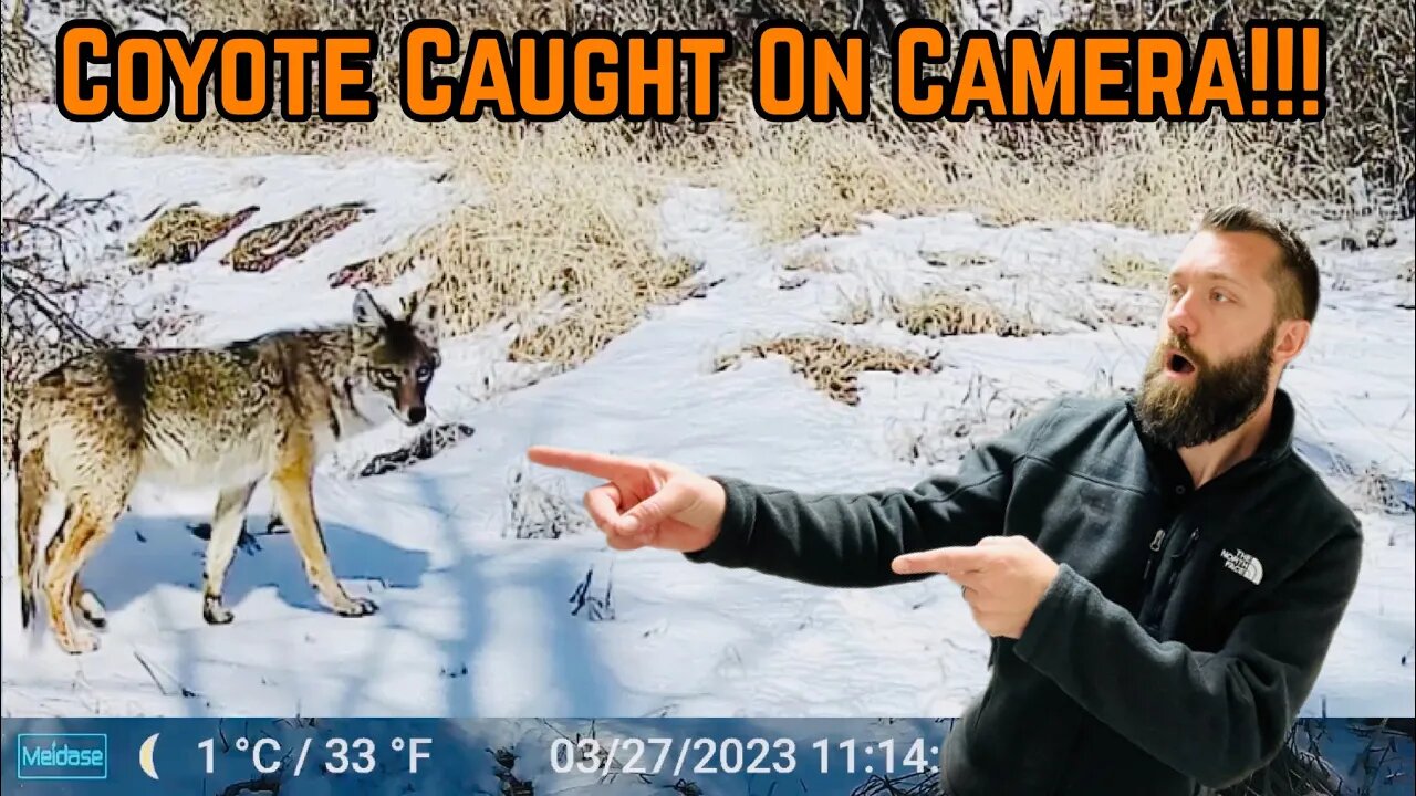 COYOTE Getting CLOSER To HOME!!! (Caught On Camera)