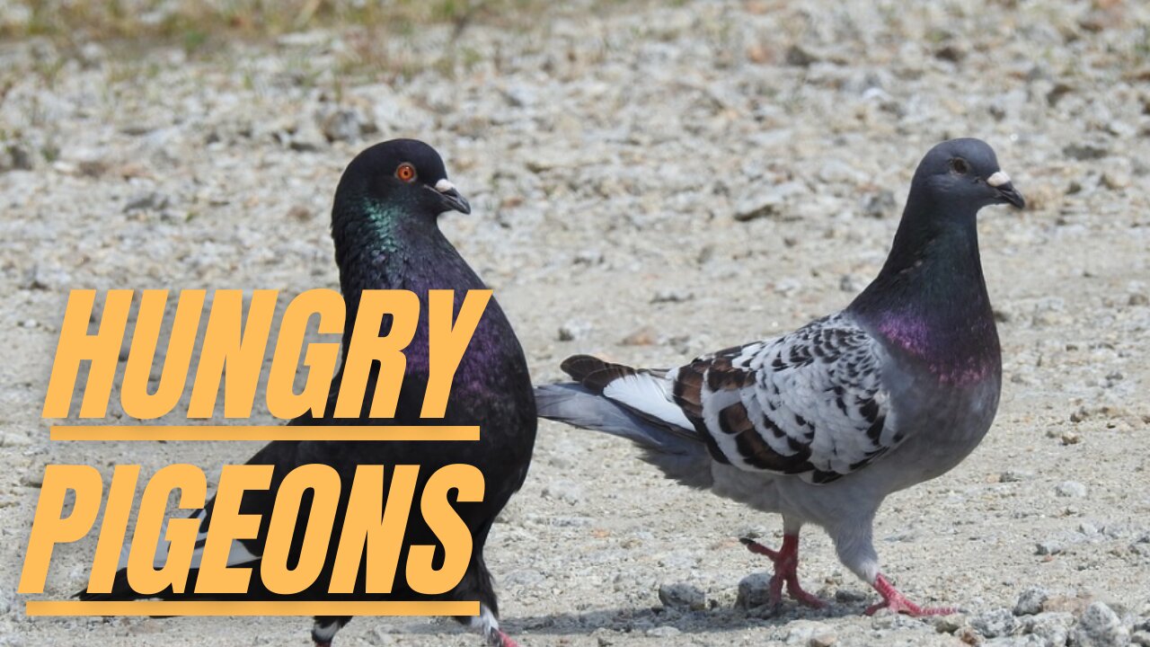 Wild Hungry Pigeons | Feeding Wild Pigeons | Feeding Wild Hungry Pigeons | Kingdom Of Awais