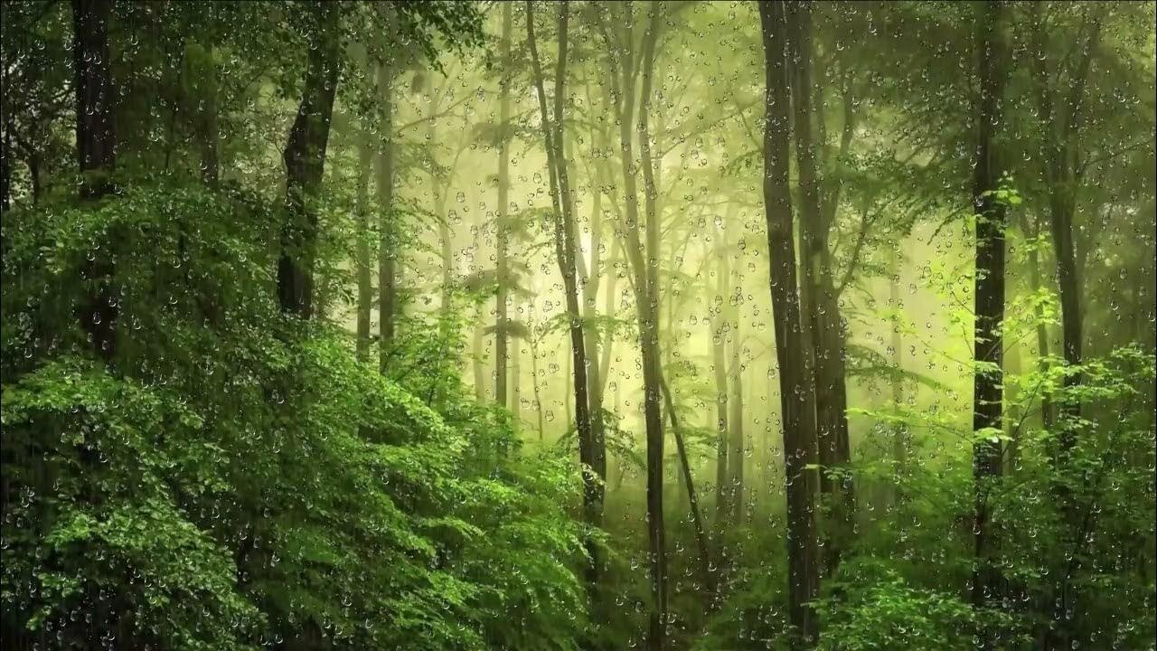 RELAXING RAIN SOUND IN THE FOREST