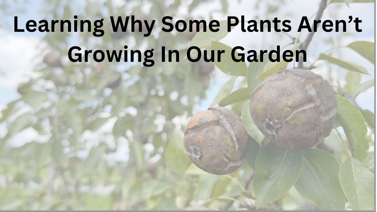 Learning Why Some Plants Aren't Growing In Our Garden Video