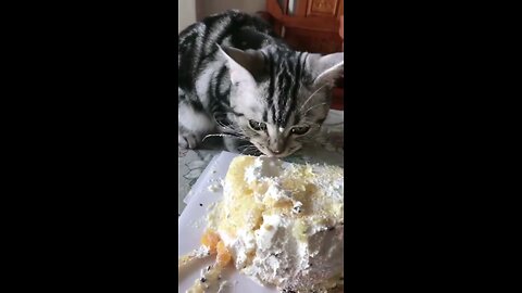 funny moments with cut puppy's