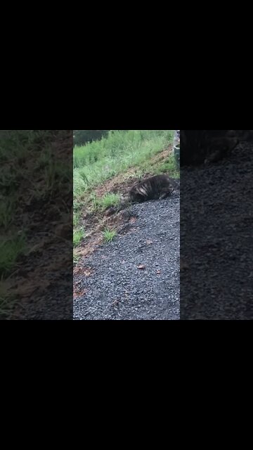 Little cat stops investigating to say hi