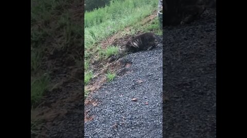 Little cat stops investigating to say hi