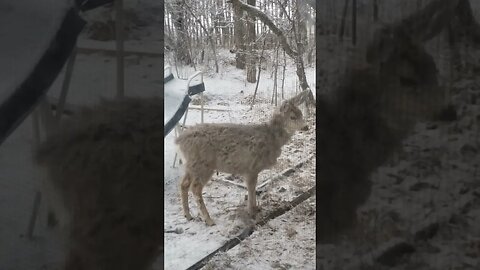 Deer friends! The ending is to cute!