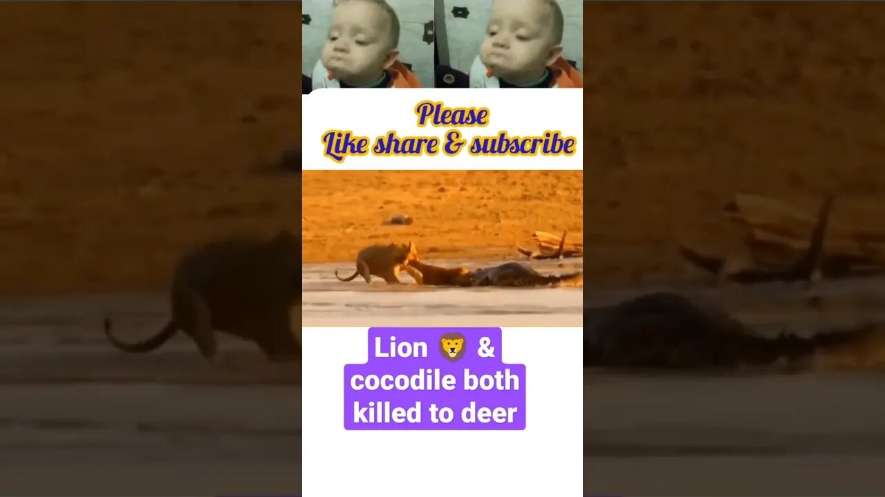 Lion 🦁 & cocodile both killed Deer in river, #shorts #youtubeshorts