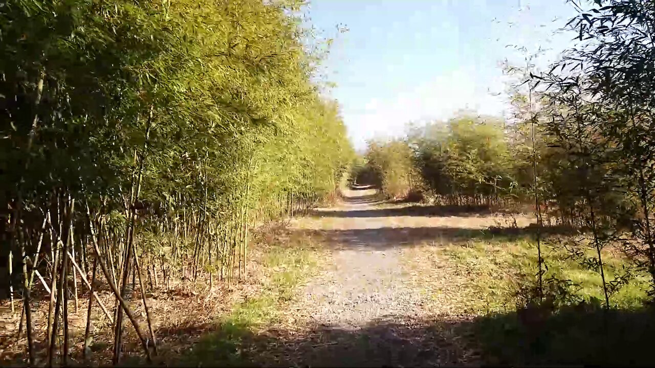 A bamboo forest in the warm sunlight.