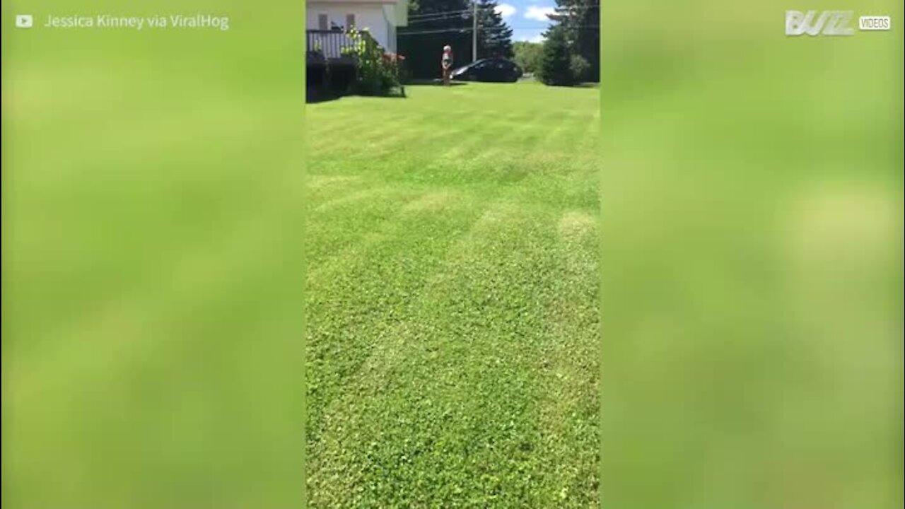 Ce chien devrait regarder où il pose les pattes