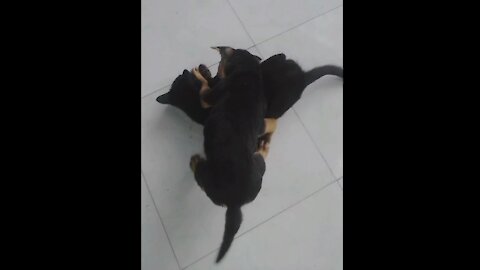 dog torturing the cat