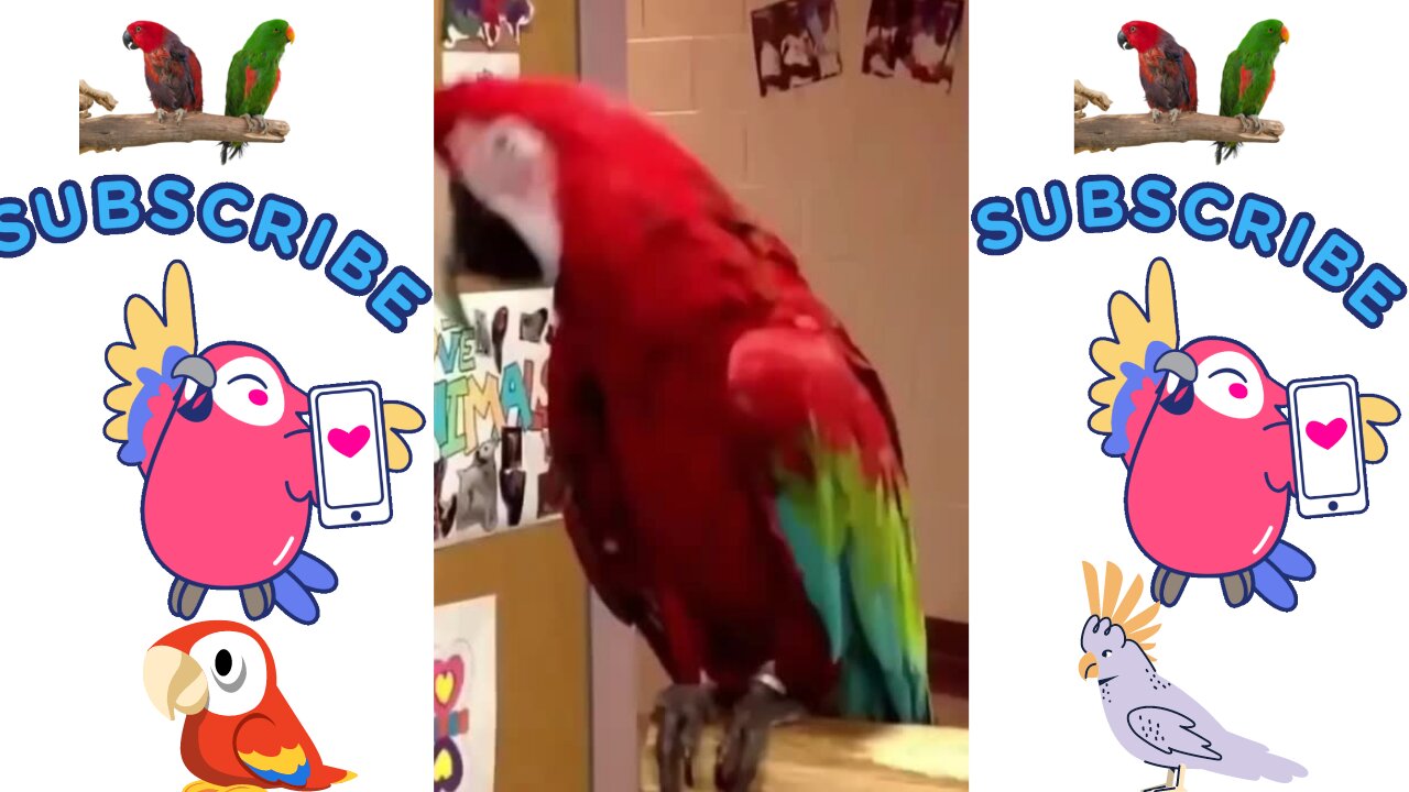 dancing parrot,parrot dancing