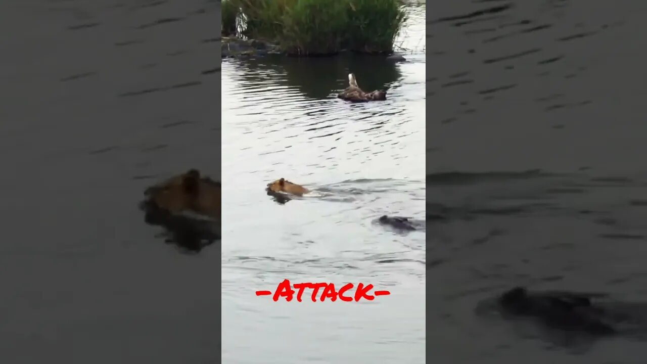 #short #Lion attack by crocodile