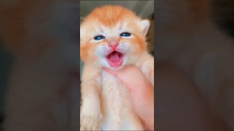 Cute cat crying