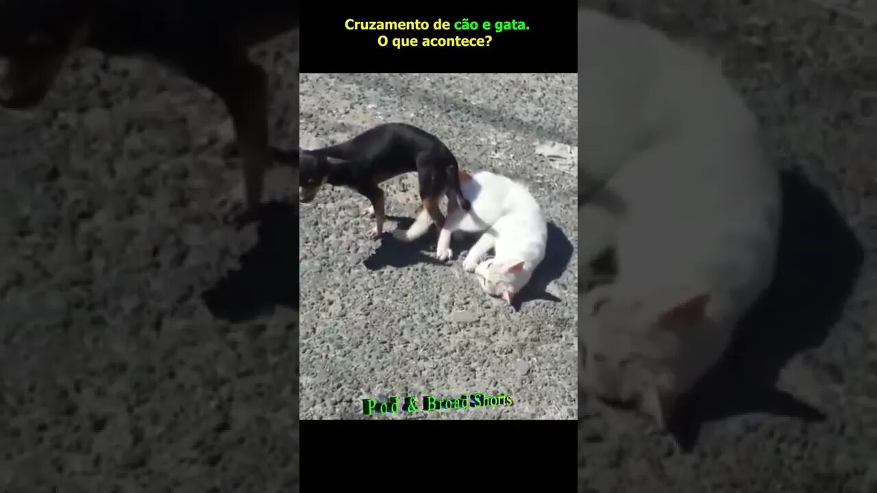 Cruzamento de cachorro e gato