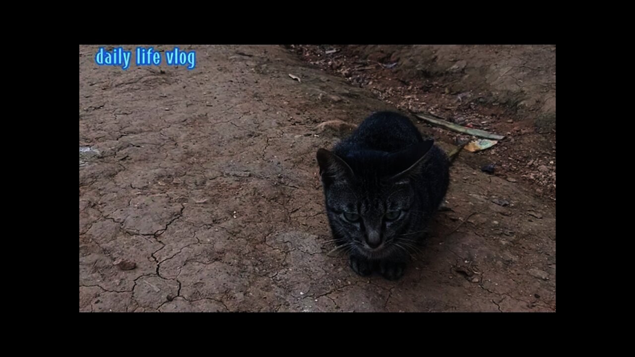 The cat in front of the camera | daily life vlog