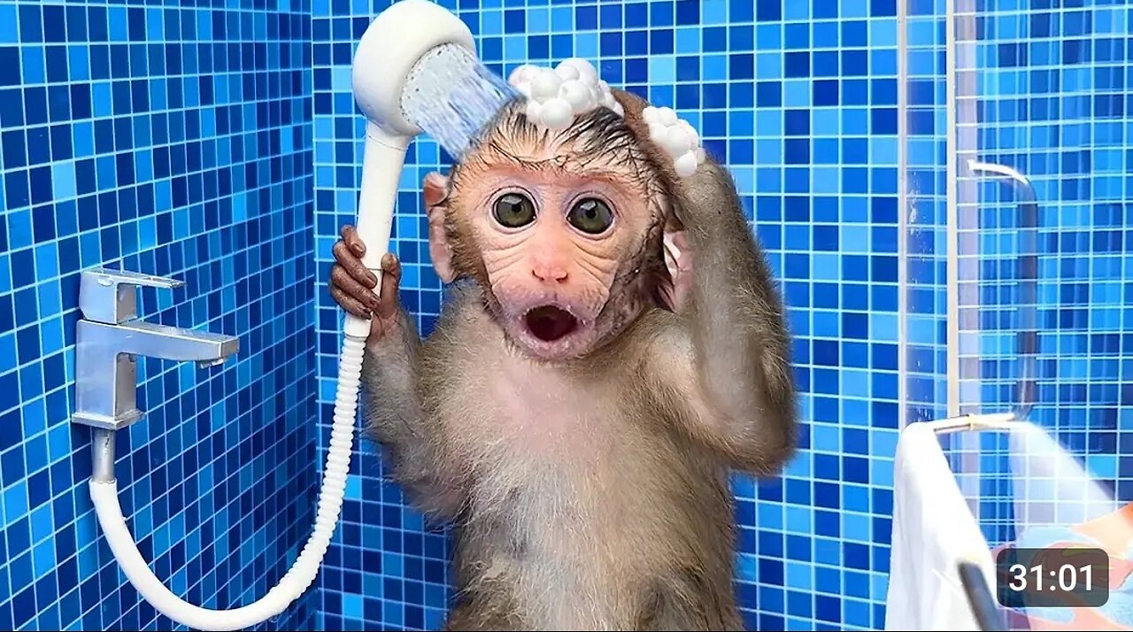 Monkey Baby Bon Bon oes to the toilet and plays