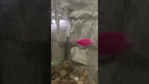 #ikanhiasairtawar #fish #shortvideo #shortsfeed